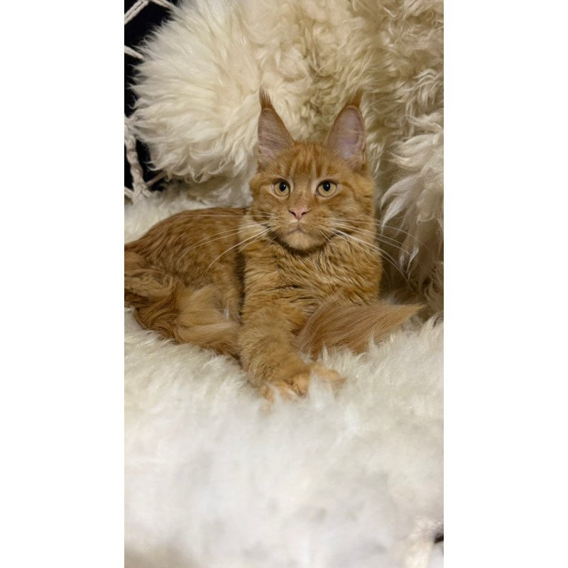 Maine Coon Foxy