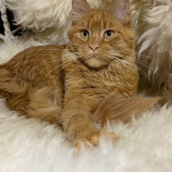 Maine Coon Foxy