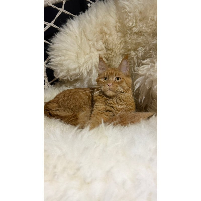 Maine Coon Foxy