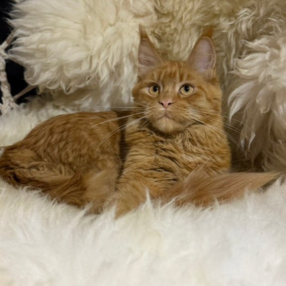 Maine Coon Foxy