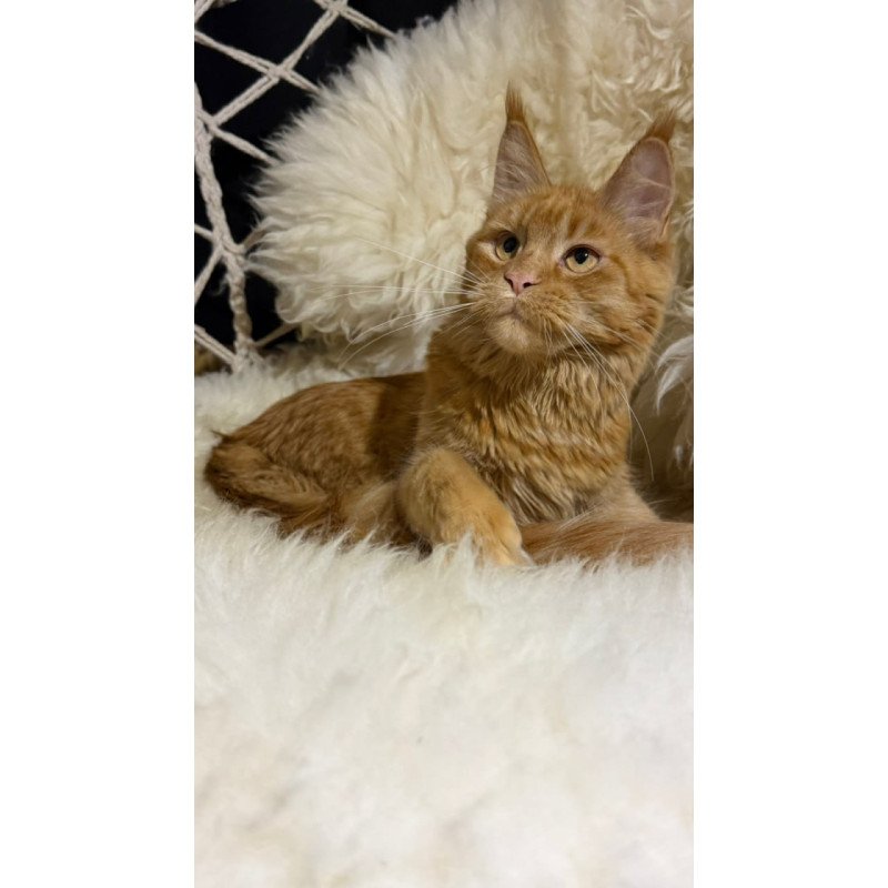 Maine Coon Foxy