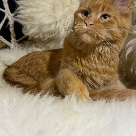 Maine Coon Foxy