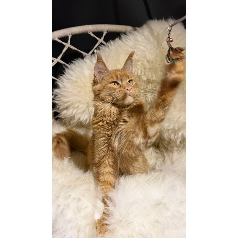 Maine Coon Foxy