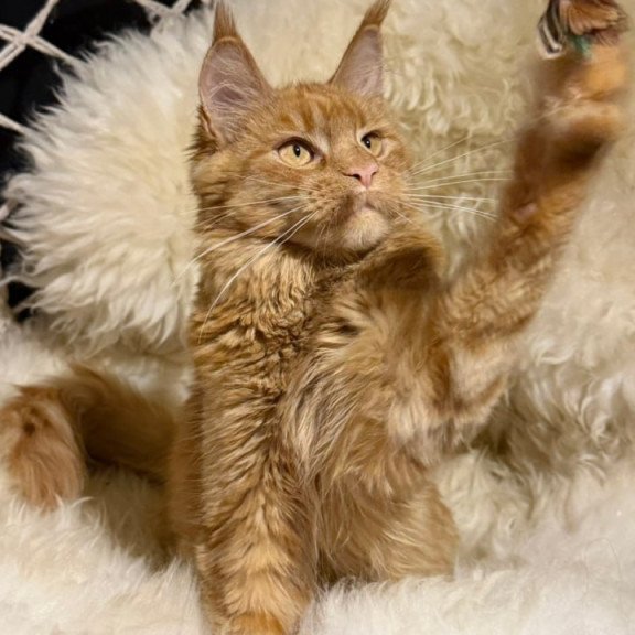 Maine Coon Foxy