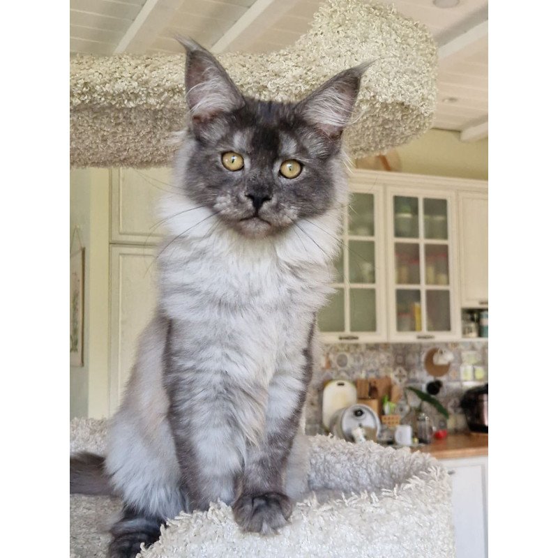 Maine Coon MMB Aura