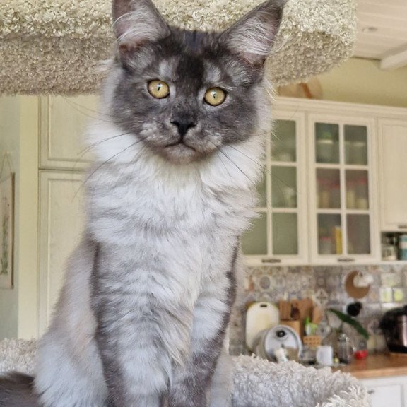 Maine Coon MMB Aura
