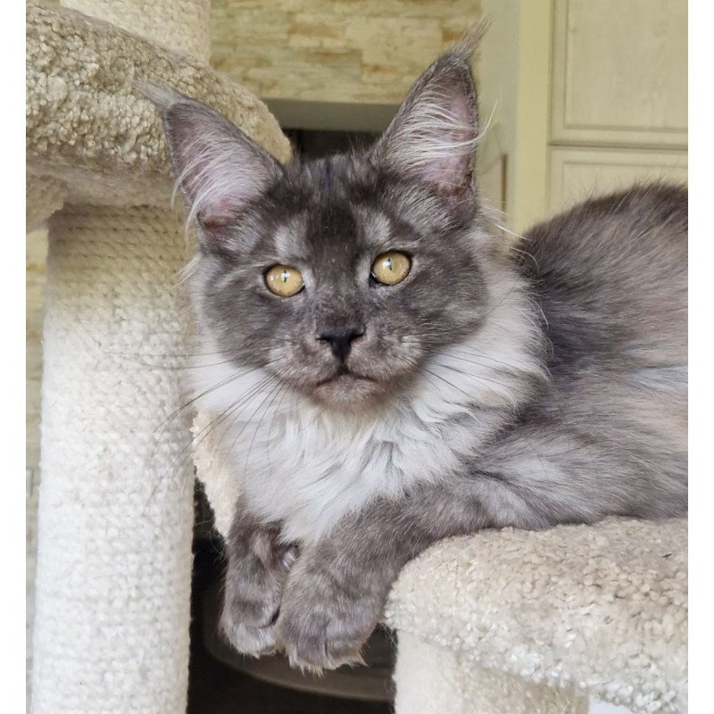 Maine Coon MMB Aura