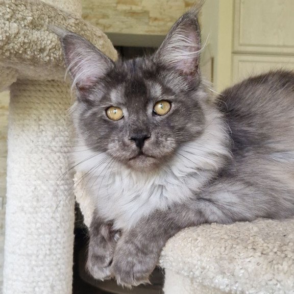 Maine Coon MMB Aura