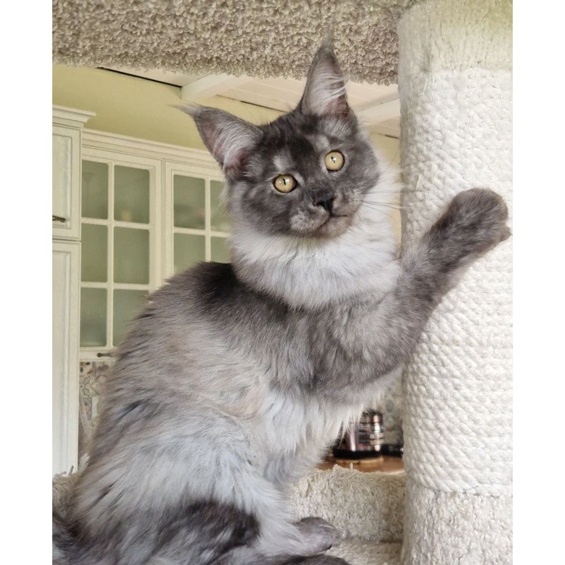 Maine Coon MMB Aura