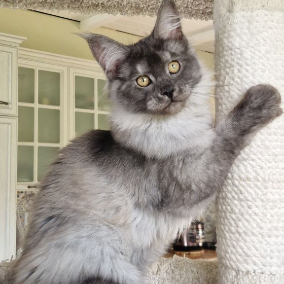 Maine Coon MMB Aura