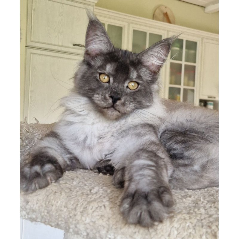 Maine Coon MMB Aura