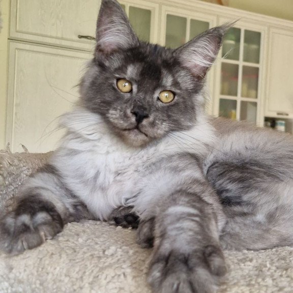 Maine Coon MMB Aura