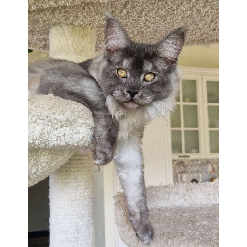 Maine Coon MMB Aura