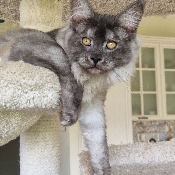 Maine Coon MMB Aura