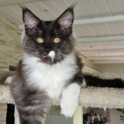 Maine Coon MMB Archi