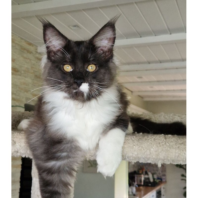 Maine Coon MMB Archi