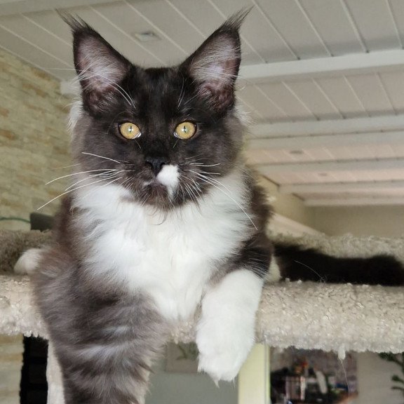 Maine Coon MMB Archi