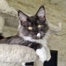 Maine Coon MMB Archi