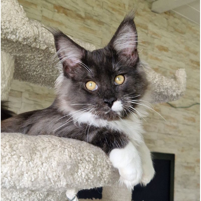 Maine Coon MMB Archi