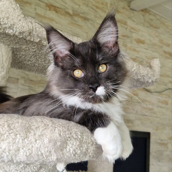 Maine Coon MMB Archi