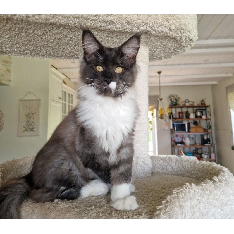 Maine Coon MMB Archi