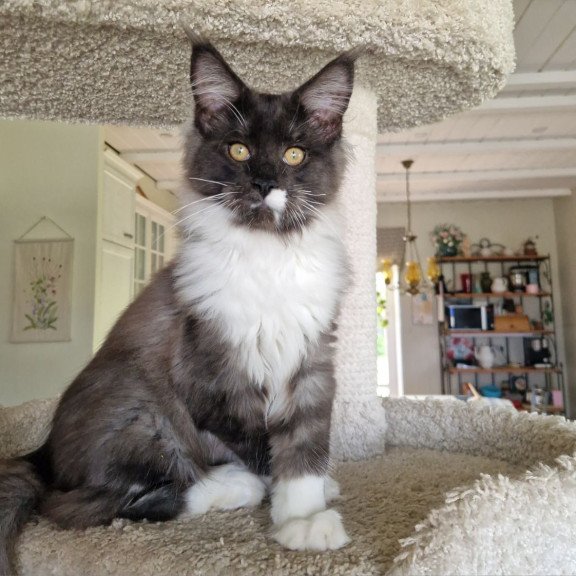 Maine Coon MMB Archi