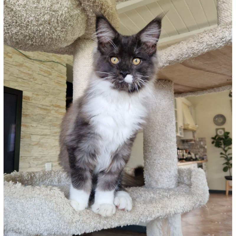Maine Coon MMB Archi