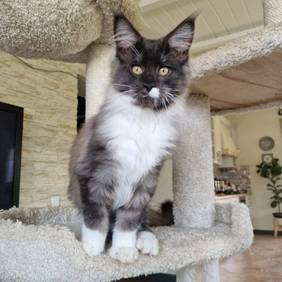 Maine Coon MMB Archi
