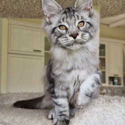 Maine Coon MMB Bagira