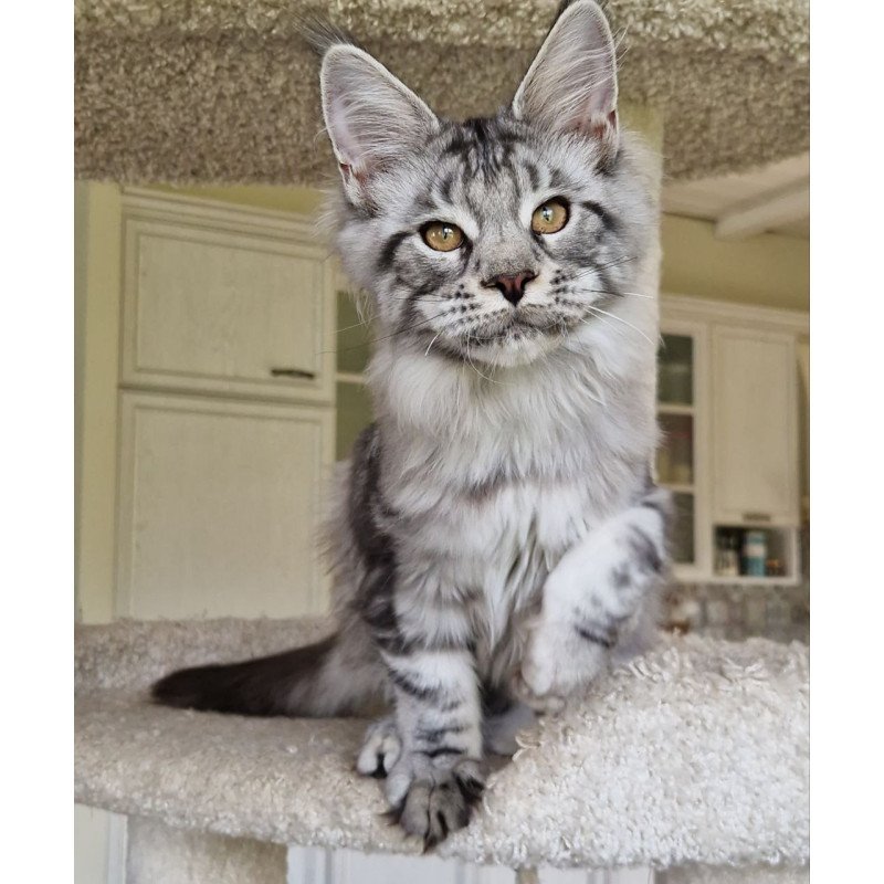 Maine Coon MMB Bagira