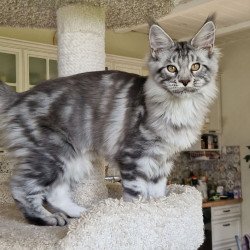 Maine Coon MMB Bagira