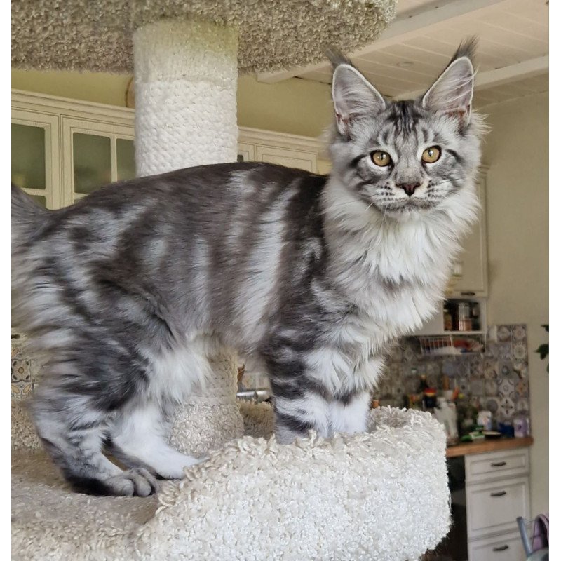 Maine Coon MMB Bagira
