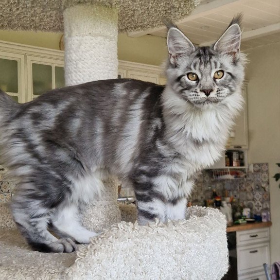 Maine Coon MMB Bagira