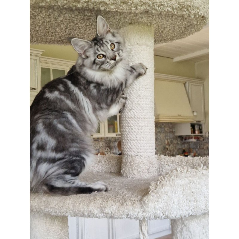 Maine Coon MMB Bagira