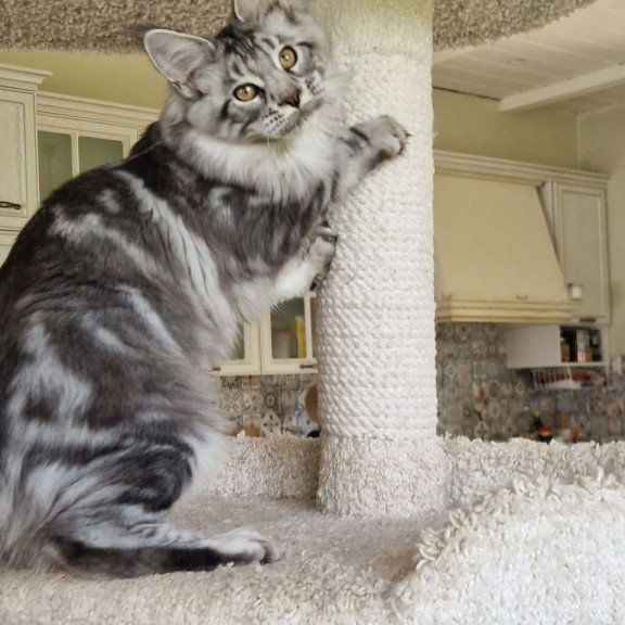 Maine Coon MMB Bagira