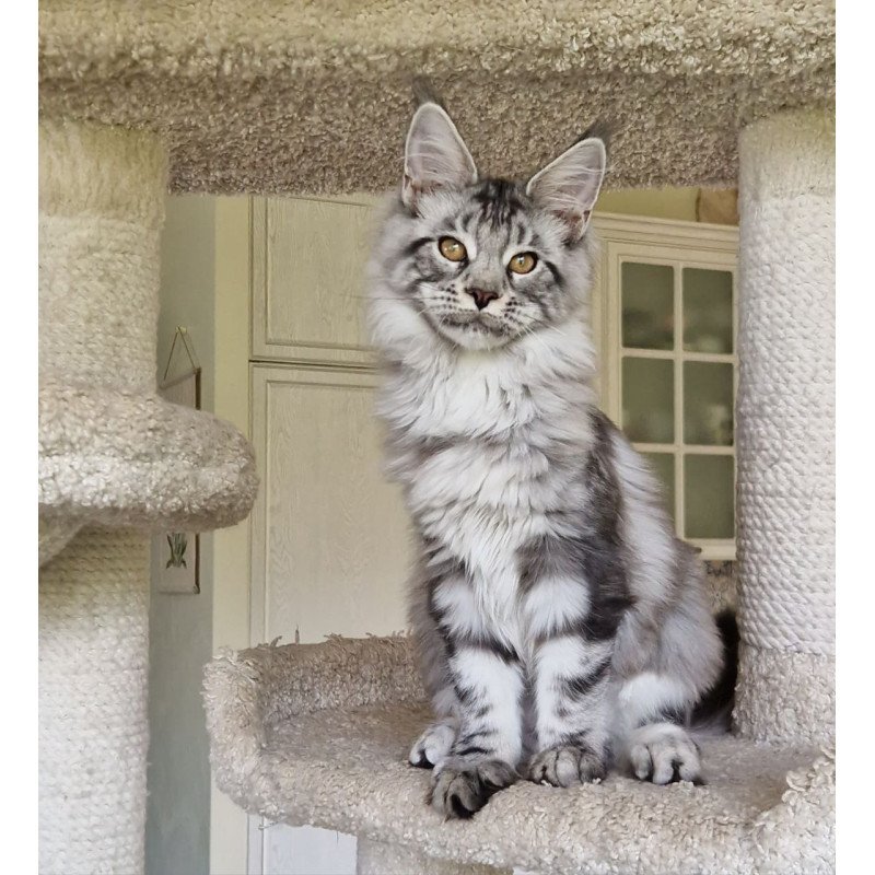 Maine Coon MMB Bagira