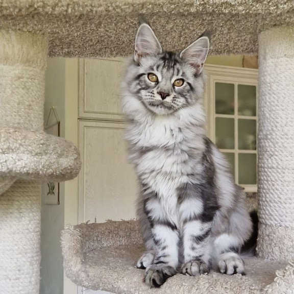 Maine Coon MMB Bagira