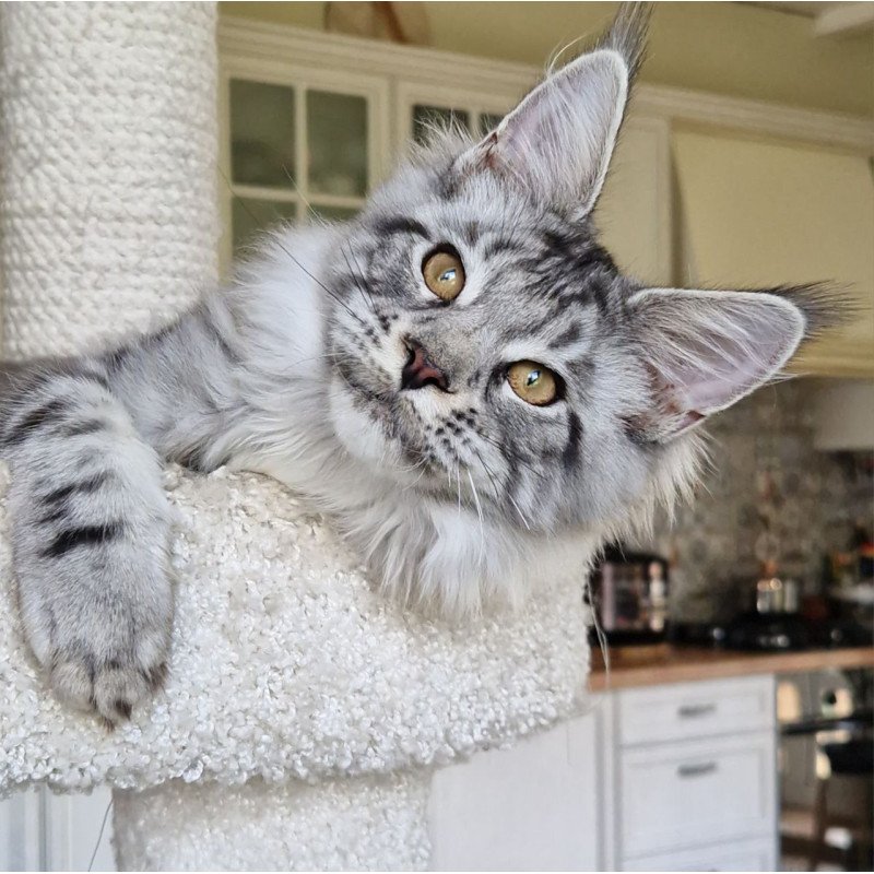 Maine Coon MMB Bagira