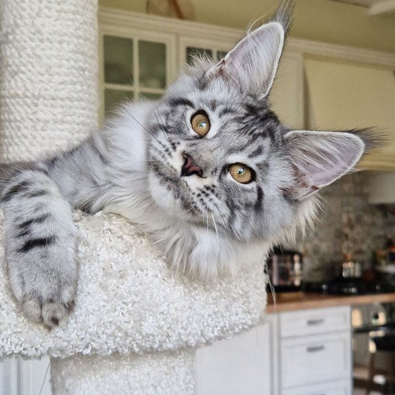 Maine Coon MMB Bagira