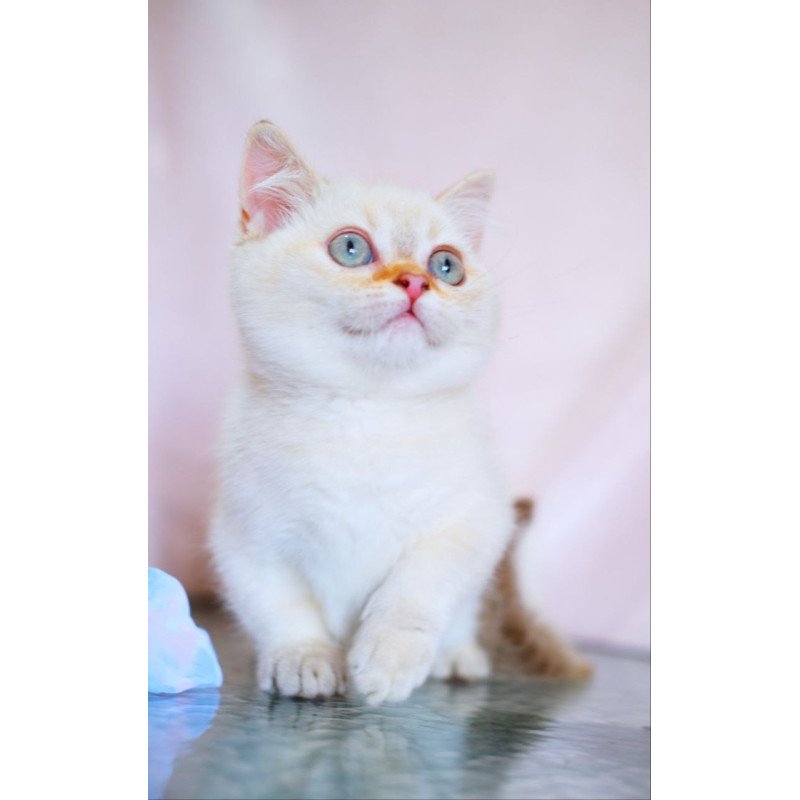 Munchkin WP Silian