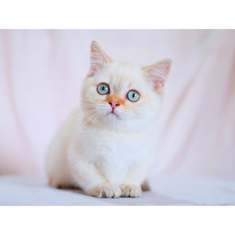 Munchkin WP Silian