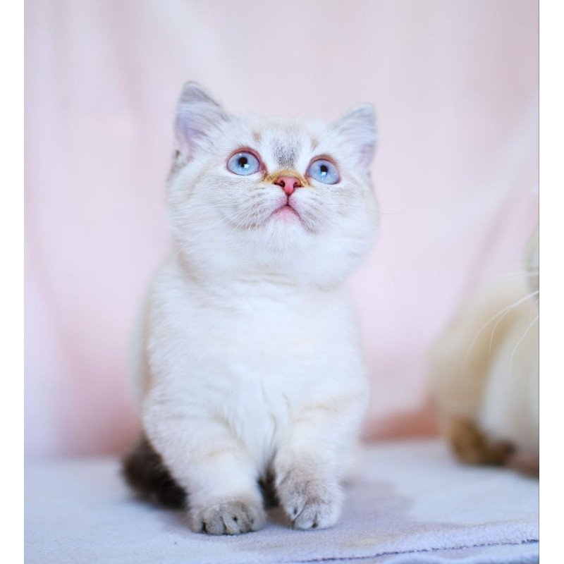 Munchkin WP Seliana