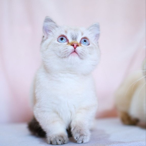 Munchkin WP Seliana