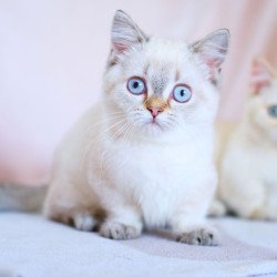 Munchkin WP Seliana