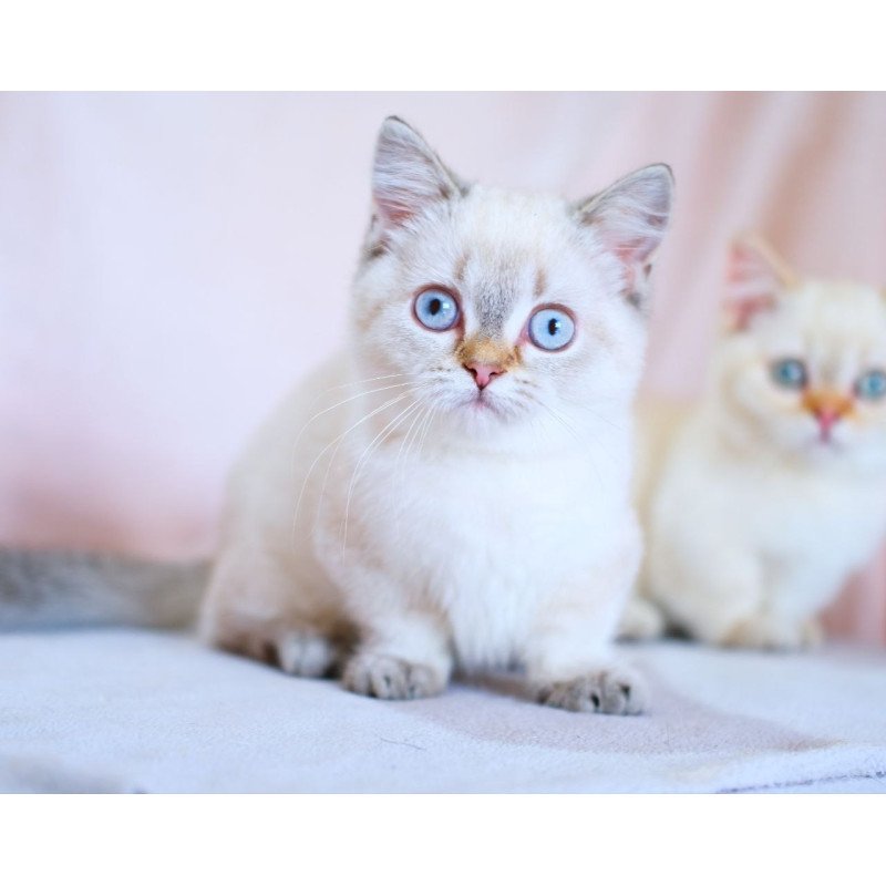 Munchkin WP Seliana