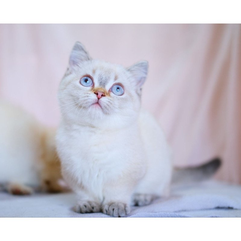 Munchkin WP Seliana