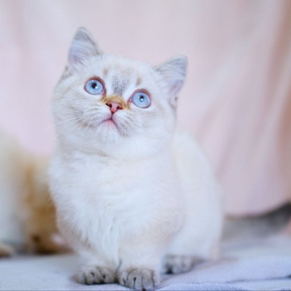 Munchkin WP Seliana
