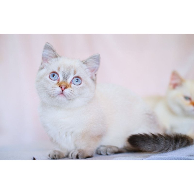Munchkin WP Seliana