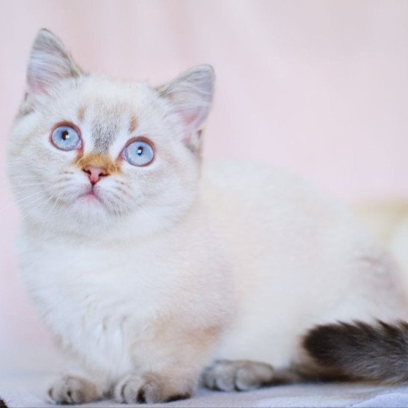 Munchkin WP Seliana