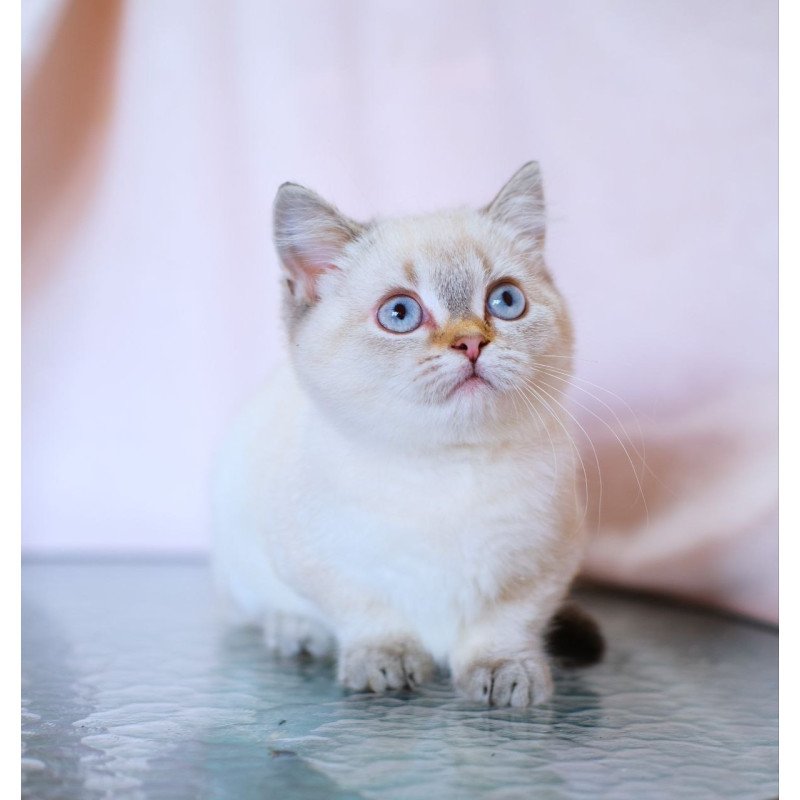 Munchkin WP Seliana